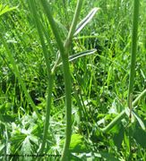 Stängel, Grbe 05/2017