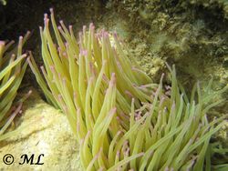 Anemonia viridis Forskål, 1775 120908 2031.jpg