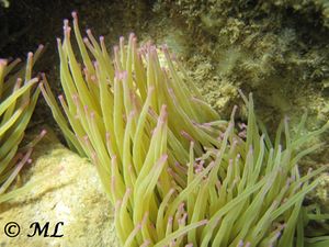 Anemonia viridis Forskål, 1775 120908 2031.jpg