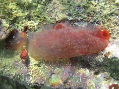 Adultes Tier, dahinter ein durch Strobilation entstandenes Jungtier, Vir 09/2012