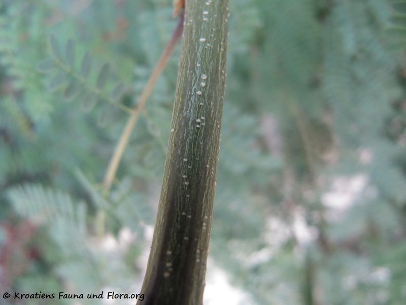 Datei:CaesaGilles Vir 130914 4162.jpg