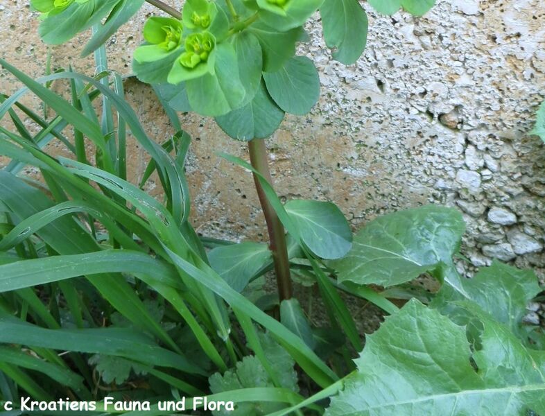 Datei:EuphoHeli Bla Zad 180318 11226.JPG