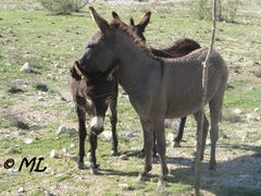 EwqAsi Pag 121018 3604.jpg