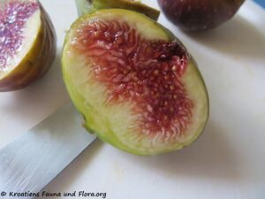 Ficus carica Linné, 1753, Vir 200830 1229.jpg