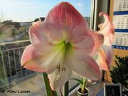 Hippeastrum vittatum Herbert, 1821 - Ritterstern, amarilis. Fundort: Bayern - Heselbach 03/2011, Giftpflanze , Invasive Pflanze , Zierpflanze