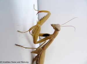 Mantis religiosa Linné, 1758 Vir 180915 14733 k.jpg