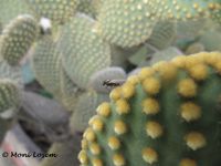 Opuntia microdasys (Lehmann) Pfeiffer, 1837 ZeDo 131118 5959.jpg