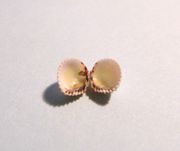 Parvicardium scriptum Bucquoi, Dautzenberg & Dollfuß, 1892. Fundort: Otok Vir 09/2010, Meerestier in Kroatien