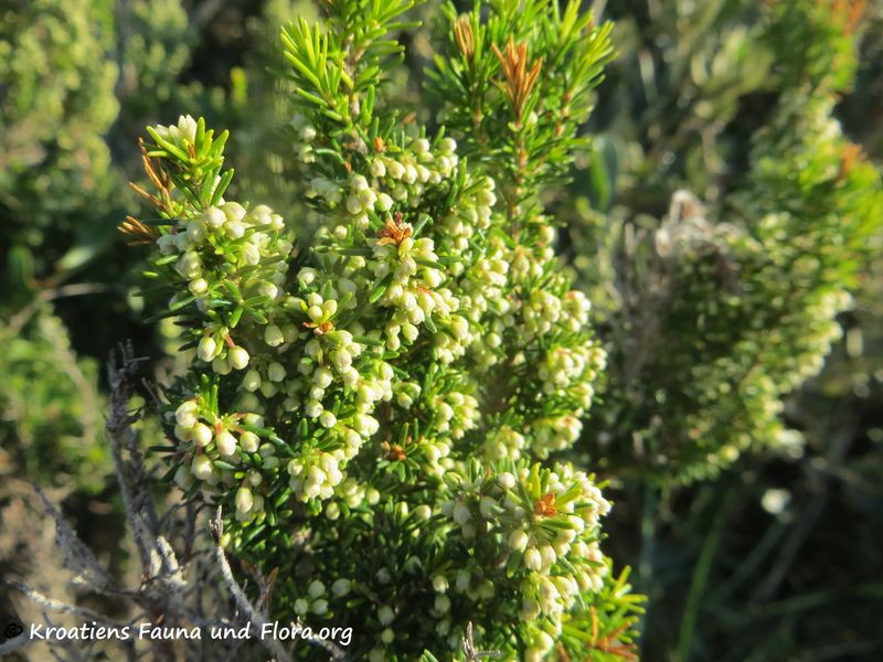 Datei:200129 149 k.jpg