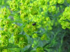 Anth verb TH 120429 555.jpg