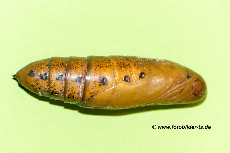 Datei:Daphnis nerii Linné, 1758 Th. Scharner 7.jpg