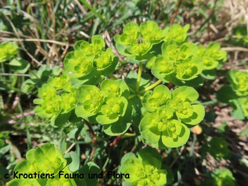 Datei:EuphoHeli Blü 1 Vir 230318 3654.JPG