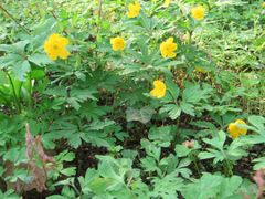 Breitenwachstum, Regensburg Stadtpark 04/2013