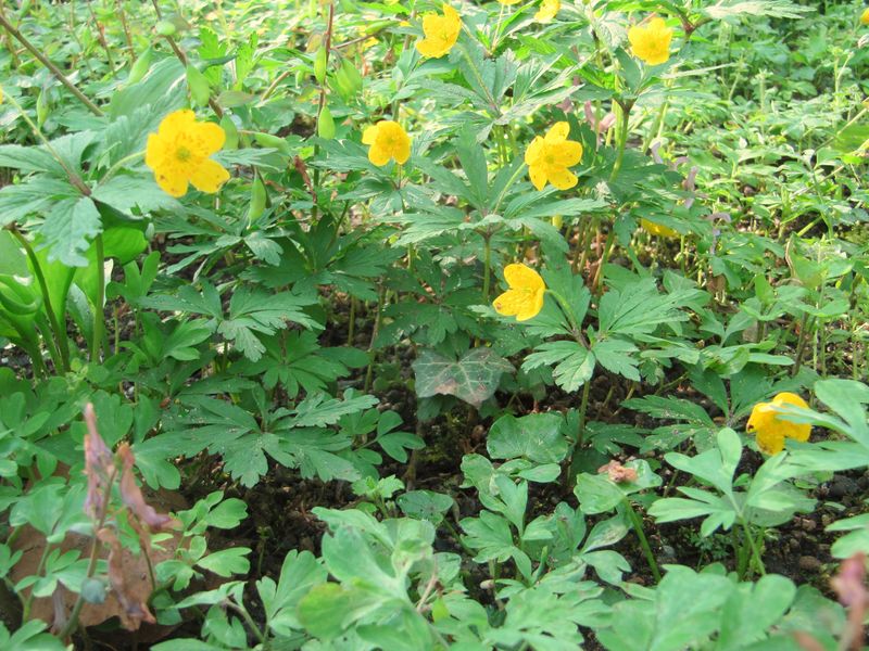 Datei:Ane ran R Sta 130423 1024.jpg