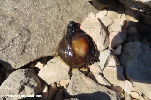 Aplysia 240317 7190 k.jpg