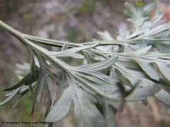 Rosettenblatt Unterseite, Senj, 12/2013