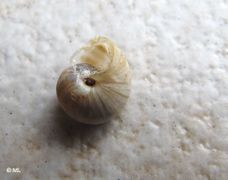 Jungtier, Vir 04/2011