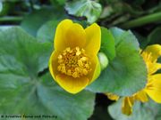 Caltha palustris Linné, 1753 - Sumpf-Dotterblume, močvarna kaljužnica. Fundort: Thalmassing 04/2012, Früher Essbare Pflanze , Giftpflanze , Heilpflanze