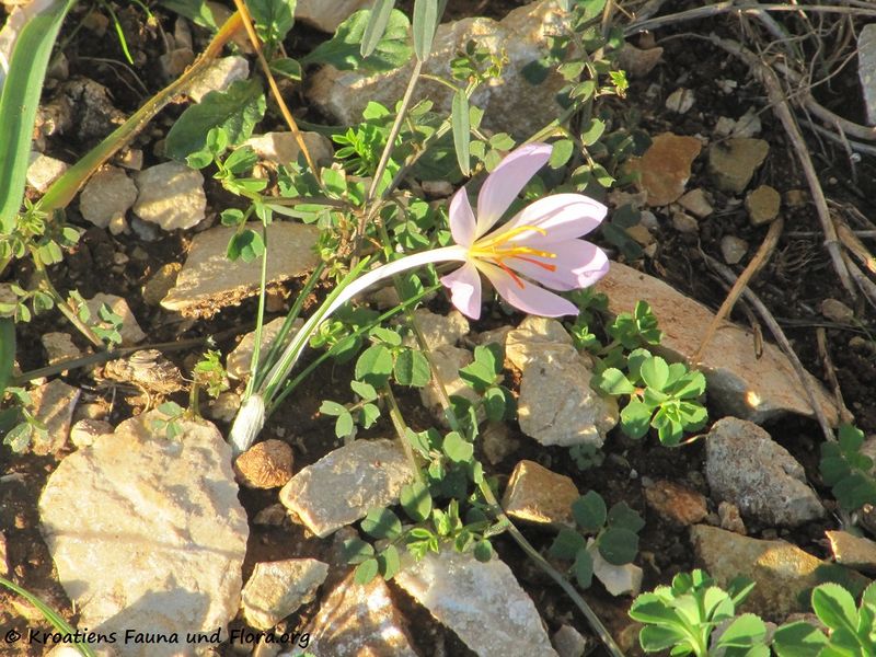 Datei:Crocus thomasii Tenore, 1826 Vir 121114 3774.jpg