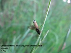 Entomophthora muscae (Cohn) Freesen, 1805, Krondorf 120630 339.jpg