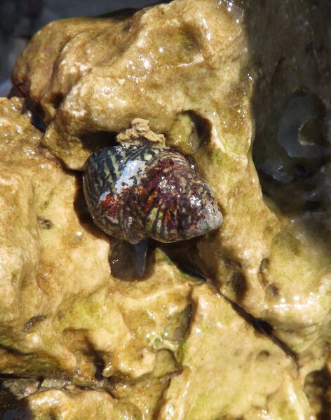 Datei:260407 8113.JPG