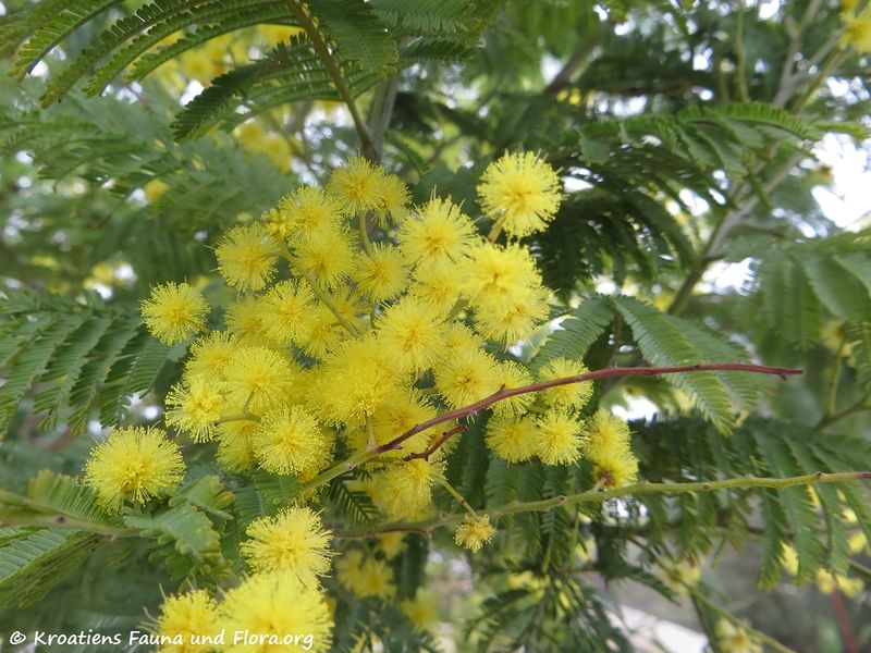Datei:Acacia dealbata Link, 1822 SvFiJa180129 10657 txt.jpg