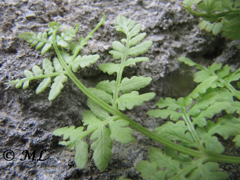 Datei:Asplenium virillae Christ, 1904 Senj 140406 1449.jpg