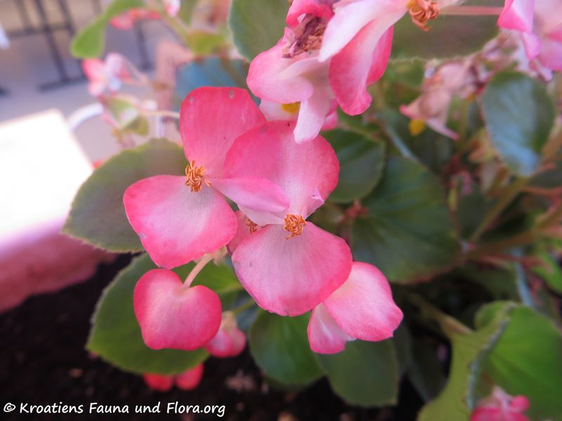 Datei:Begonia semperflorens-cultorum Hort. Kož 180624 14257.jpg