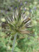 Junge Früchte, Nin 06/2011