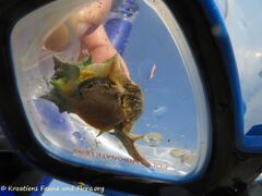 Vrsi 09/2020, Unterseite mit Fuß