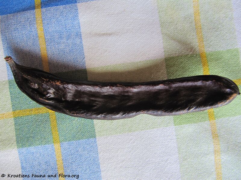 Datei:Ceratonia siliqua Linné, 1753 Zadar 120513 284.jpg