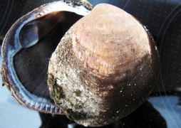 Beide Schalenhälften, Vir 09/2011