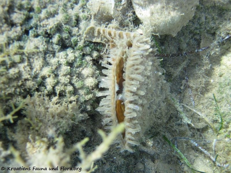 Datei:Pinna nobilis Linné, 1758, Vir 120909 2077.jpg