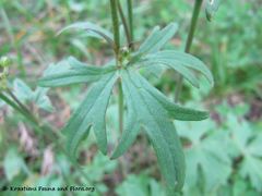 Blatt, Ljubljana 10/2013