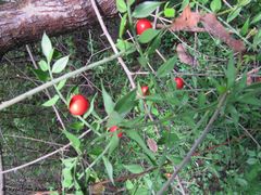 Bribir bei Novi Vinodolski 10/2014