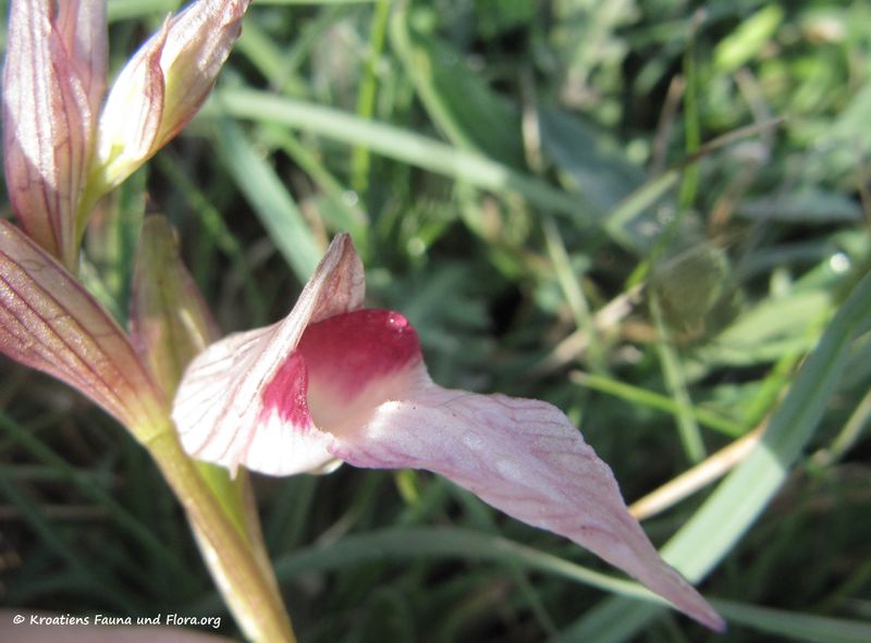 Datei:SerapiasLingua Blü2 Vir 140413 2137 d.jpg