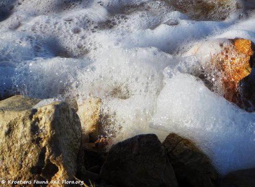 181127 15748 k Meerschaum.jpg