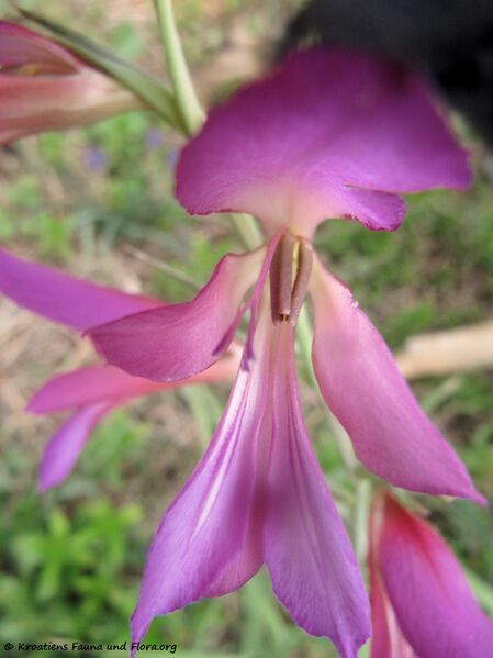 Datei:Blü 3 GladItal Vir 170507 7439.jpg