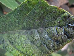 Honigtau auf einem befallenen Feigenblatt, Vir 09/2011