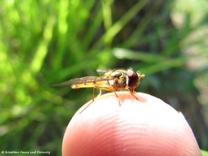 EpisyrphBalte Gug 140704 4817.jpg