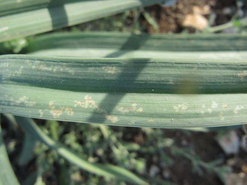 Datei:HoriInfus Vir140409 2048.jpg