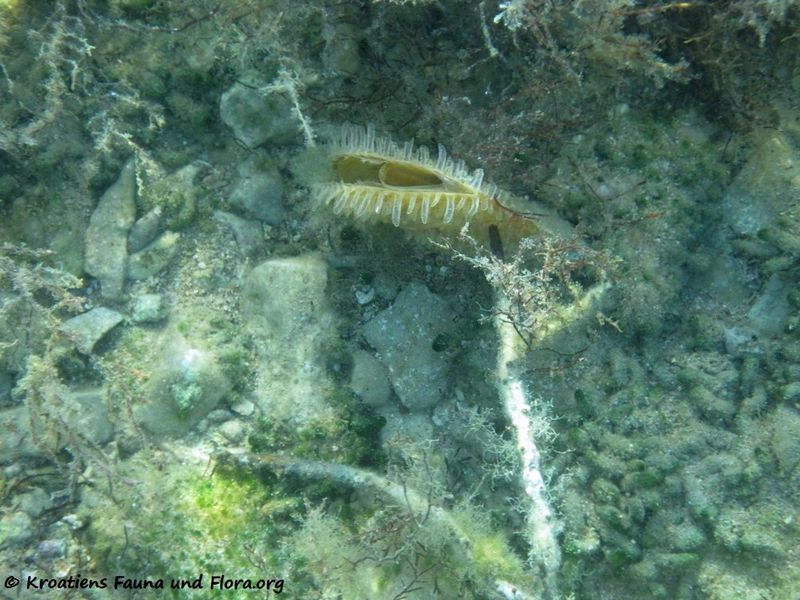 Datei:Pinna nobilis Linné, 1758, Vir 110619 1.jpg