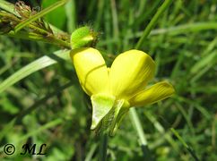 Die zurückgeschlagenen Perigonblätter, Privlaka 05/2014