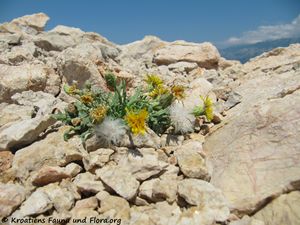 ReichPic Hab Žigljen 130617 2846.jpg