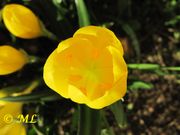 Sternbergia lutea Gawler ex Schultes, 1830 Herbst-Goldbecher, žuta lužarka. Fundort: Zadar 10/2013, Giftpflanze , Zierpflanze