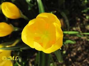 Sternbergia lutea Gawler ex Schultes, 1830, Zad 131002 4567.jpg