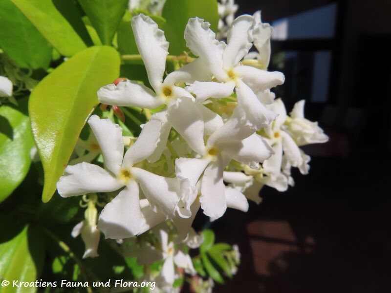 Datei:Trachelospermum jasminoides (Lindley) Lemaire, 1851 Zad 210528 2383.JPG