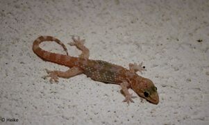 © Heike, Murter 02/2020