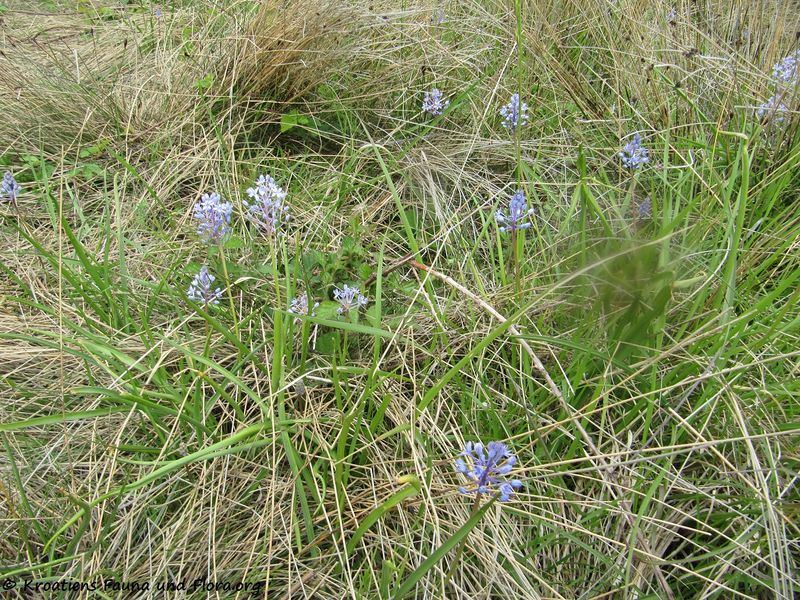 Datei:Chouardia litardierei (Breistr.) Speta, 1998 Priv 170503 7410.jpg