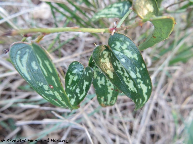 Datei:Smilax aspera Linné, 1753 Vir 121230 4305.jpg